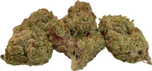 GIRL SCOUT COOKIES (HYBRID)